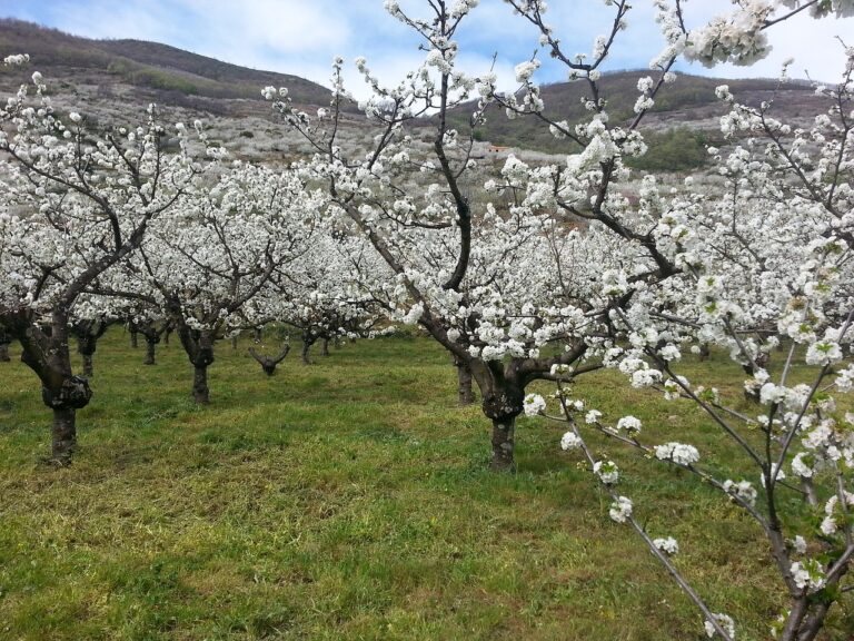 Cerezo en Flor Valle del Jerte